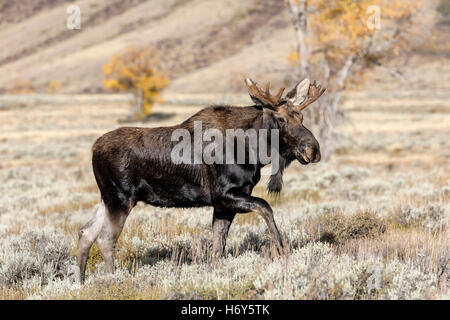 Bull Moose - erwachsenen männlichen Shiras Elch - Alces alces Stockfoto