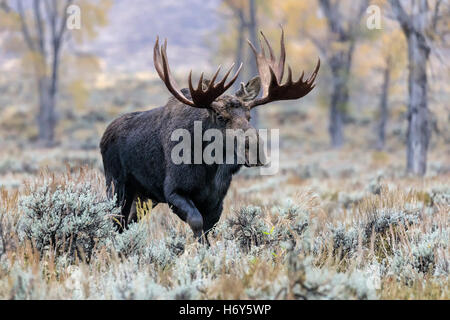 Bull Moose - erwachsenen männlichen Shiras Elch - Alces alces Stockfoto