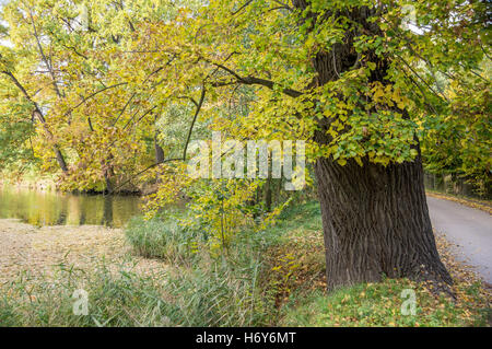 Farbige Herbst alte Baum noch Kalkwasser mit Laub schwimmt auf es Stockfoto