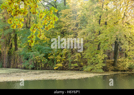 Farbigen Herbst Bäume und stilles Wasser mit Laub schwimmt auf es Stockfoto