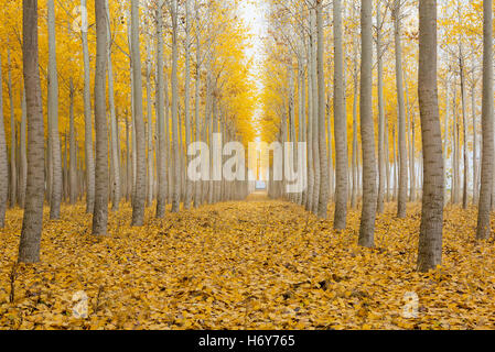 Nebligen Morgen auf Pappel Baum Farm in Oregon Boardman während der Herbst-Saison Stockfoto