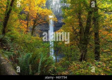 Blatt, guckt im Süden fällt in Silver Falls State Park im Herbst Stockfoto