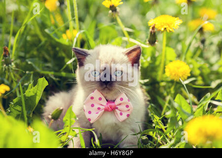 kleines Kätzchen tragen Fliege zu Fuß in den Löwenzahn Blumen Stockfoto