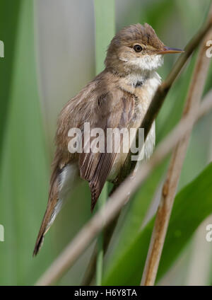 Eurasische Rohrsänger, Acrocephalus Scirpaceus, hocken in einem Reed-Bett in einem Naturschutzgebiet in Wales Stockfoto