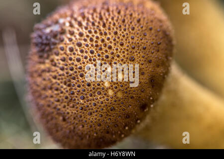 Nahaufnahme der Leopard Earthball Pilze oder Fliegenpilz. Stockfoto