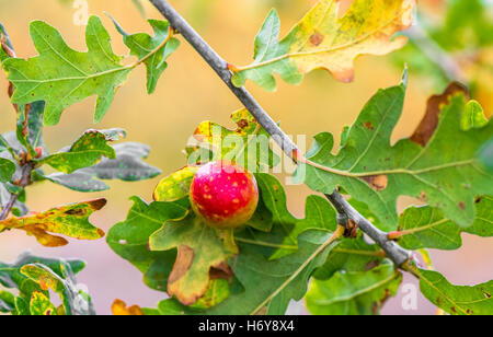 Oak Apple Gall. Stockfoto