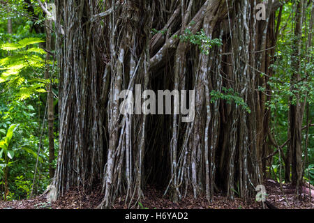 interessante Ansicht direkt auf eine breite Vorhang-Feigenbaum in Costa Rica Stockfoto