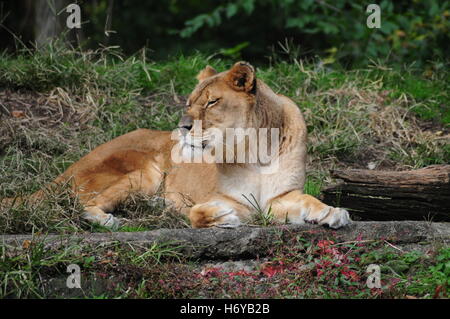 Löwe im Zoo von Pittsburgh und PPG Aquarium PA USA Oktober 2016 Stockfoto