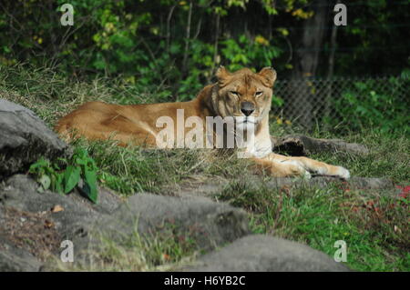 Löwe im Zoo von Pittsburgh und PPG Aquarium PA USA Oktober 2016 Stockfoto