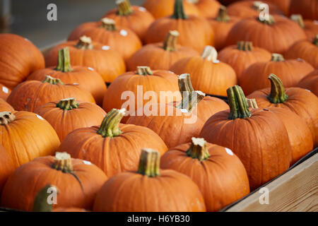 Kürbisse fallen im Herbst frische orange Färbung gerippte Haut Garküche voll voll Kürbisse Dekoration Hallo geschnitzt Stockfoto