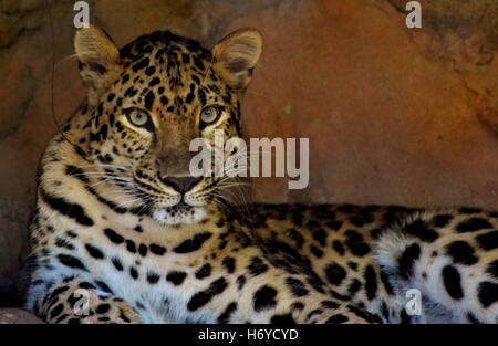 Eine Erwachsene weibliche Amur-Leopard (Panthera Pardus Orientalis) Stockfoto