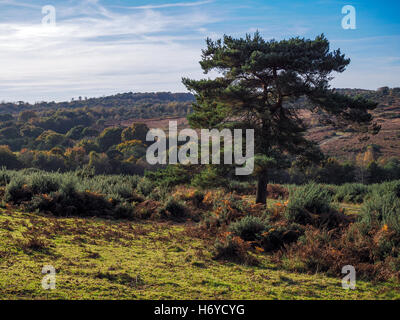 Herrliche Sicht auf die Ashdown Forest in Sussex Stockfoto