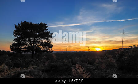 Sonnenuntergang über der Ashdown Forest in Sussex Stockfoto