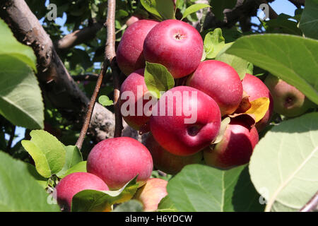 Apple Orchard Obst Cluster rote reife Äpfel in eine reiche Reihe auf einem Ast als eine landwirtschaftliche Ernte frische Naturkost aus einem Obstgarten. Stockfoto