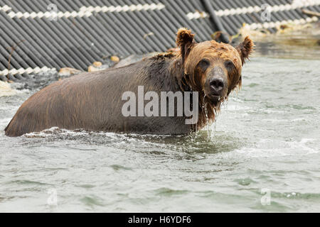 Braunbär, die Beute in den Kurilen See warten. Stockfoto