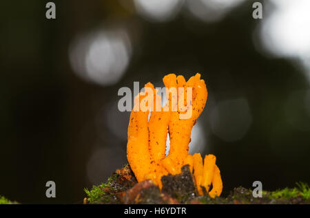 Nahaufnahme des gelben Hirsch Horn Pilz in einem dunklen Wald Stockfoto