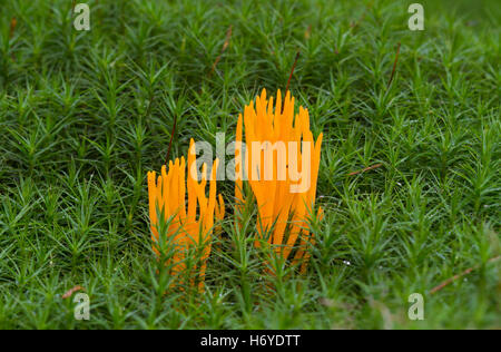 Gelben Hirsch Horn Pilz im Haar Moos Stockfoto