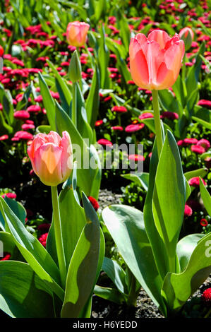 Tulpe Blume zeigt. Floriade 2008. Canberra. handeln Stockfoto