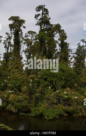 Weiße Reiher oder Kotukus sind in Neuseeland in nur eine Kolonie in der Nähe der Mündung des Flusses Waitangiroto in West Coast Region Zucht. Stockfoto