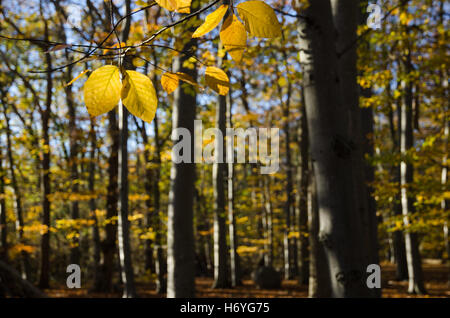 Closeup auf Buche Blätter im Herbst-Saison mit einem unscharfen Buchenwald im Hintergrund Stockfoto