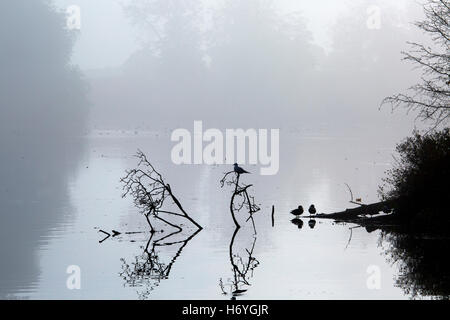 Schwarze Leitung Gull und Stockenten und umgestürzten Baum spiegelt sich in einem ruhigen See Stockfoto