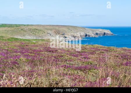 bunte Heide Vegetation Detail gesehen um Pointe du Raz in der Bretagne, Frankreich Stockfoto