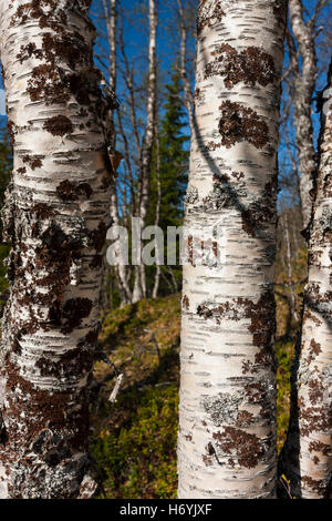 Lofoten, Norwegen. Sandemarka Landschaft und Wege, wo traditionelle indigene Sami Menschen einst lebten vom Land. Stockfoto