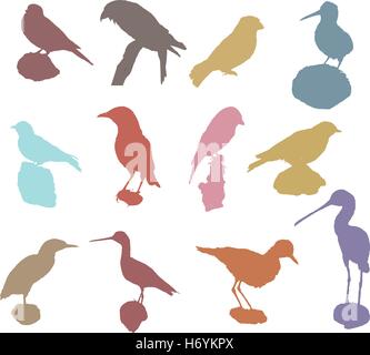 Vector Silhouette Farbe Vogelsammlung Stock Vektor