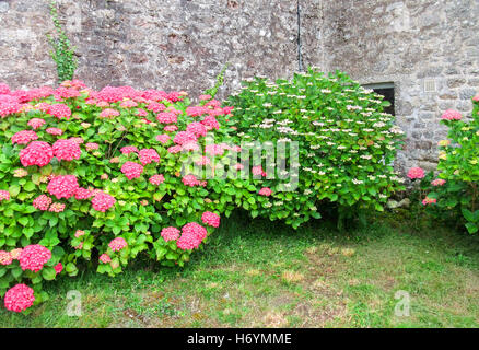 bunte Hortensia Büsche gesehen in der Bretagne, Frankreich Stockfoto