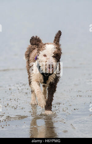 Spanischer Wasserhund, Spaß am Strand Stockfoto