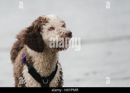 Spanischer Wasserhund, Spaß am Strand Stockfoto