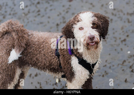 Spanischer Wasserhund, Spaß am Strand Stockfoto