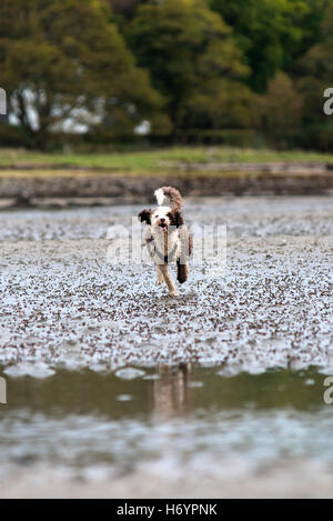 Spanischer Wasserhund, Spaß am Strand Stockfoto