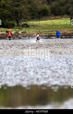 Spanischer Wasserhund, Spaß am Strand Stockfoto