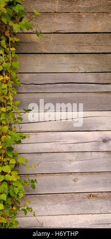 Alte Holz Stützmauer mit Reben hängen auf der einen Seite sieht gut aus in jeder Ausrichtung. Stockfoto