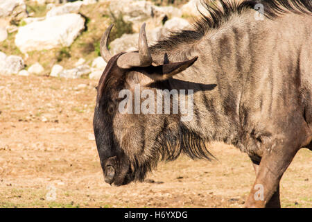 Gnus, auch genannt Gnus oder Wildebai, close-up auf einem Hintergrund von Trockenrasen und Steinen. Stockfoto