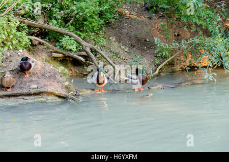 Zwei farbige wunderschöne Ente sitzt auf einer Baumwurzel im Wasser, und die anderen zwei Enten am Ufer des Sees sitzen. Stockfoto