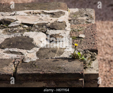 Löwenzahn wächst aus der Spalte des Amphitheaters. Triest, Italien. Stockfoto