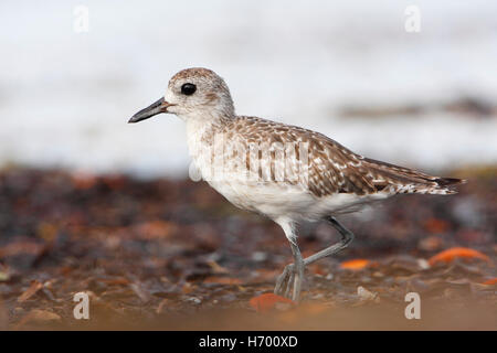 Schwarzbäuchigen Regenpfeifer (Pluvialis Squatarola) zu Fuß am Strand, Curry Hängematte, Florida, USA Stockfoto