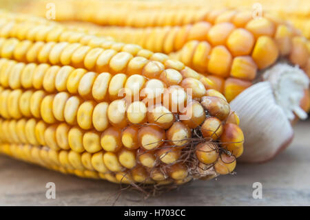 Od gelben Maiskolben hautnah. Selektiven Fokus. Stockfoto