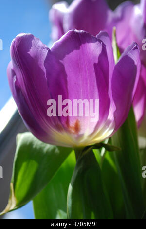 Tulpen in der Sonne Stockfoto
