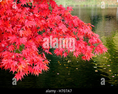 Die glorreichen Mi Blätter der Acer Palmatum Osakazuki, eine japanische Ahorn im Herbst. Stockfoto