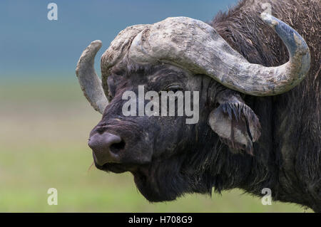 Afrikanischer Büffel oder Kaffernbüffel (Syncerus Caffer), Porträt, Ngorongoro Crater, Tansania Stockfoto