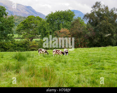 Jacob Schafbeweidung in Nether Wasdale, Lake District Stockfoto