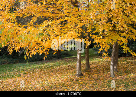 Betula Lenta. Süße Birke im Herbstlaub Stockfoto