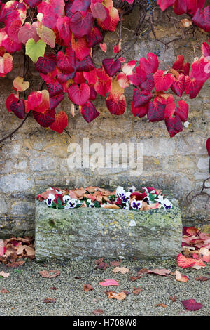 Weinrebe lässt rund um eine steinerne Blume-Trog im Herbst. Broadway, Cotswolds, Worcestershire, England Stockfoto