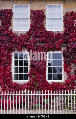 Parthenocissus Tricuspidata. Boston-Efeu / japanische Creeper auf ein Haus in Broadway, Cotswolds, Worcestershire, England Stockfoto