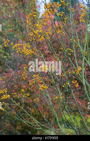 Sorbus Ethels Gold. Vogelbeeren Baum im Herbst. UK Stockfoto