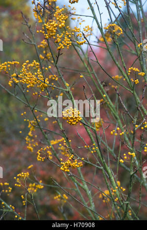 Sorbus Ethels Gold. Vogelbeeren Baum im Herbst. UK Stockfoto