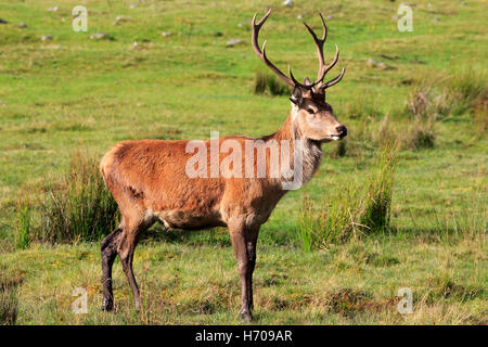 Roter Hirsch, Cervus Elaphus, junger Hirsch im Frühherbst Stockfoto
